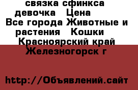 связка сфинкса. девочка › Цена ­ 500 - Все города Животные и растения » Кошки   . Красноярский край,Железногорск г.